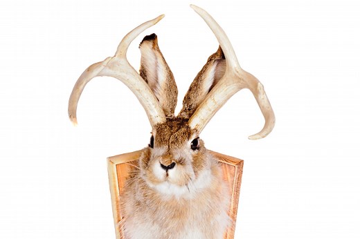 What is a Jackalope? The Weird History Behind a Legend of the American West