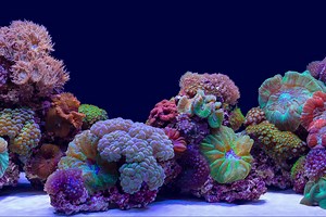 SeaView Installation & Instructions | Seaview Brilliant Backgrounds - Seaview Gel