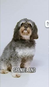 Cockapoos are a mix of Cocker Spaniel and Poodle, great pets but temperaments vary. Shelby, however, hasn't mastered toilet training! Accidents happen everywhere, all day. Time to fix this! #ItsMeOrTheDog #Dogs #CockapooProblems #DogTrainingFail #PottyTrainingStruggles #FrustratedDogOwner #DogBehavior | Me Or The Dog