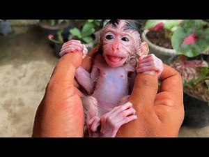 ORPHANED Baby Monkey Throws EPIC TANTRUM During Bath Time! (Why Does She HATE Water?)