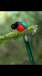 They are beautiful God made them | Amazing Nature