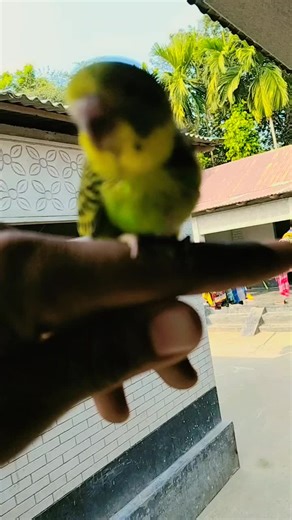 Bird and rabbit lover (@birdandrabbitlover)’s videos with original sound - Meril-Prothom Alo Award