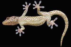 To climb like a gecko, robots need toes - Berkeley News