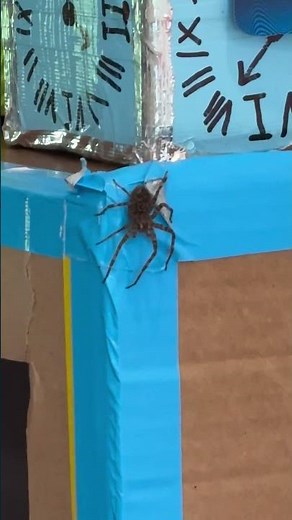 Guess We Gotta Burn Our Box Fort! WHAT IS THAT THING!