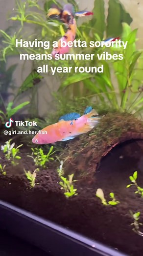 Betta Sorority: 75 Gallon Fish Tank Setup Guide
