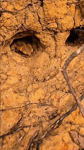 Cane toad being a cheeky little bugger #vlog #fishing #australia #shorts #youtube