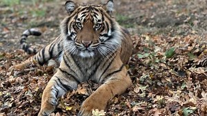 Meet Buttercup: Zoo Atlanta's new tiger