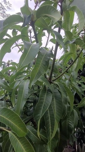 Carrie mango tree is first to flower in my food forest.