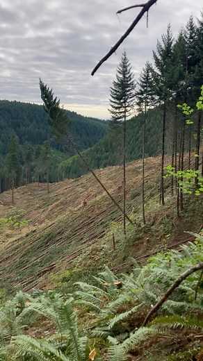 888K views · 8.4K reactions | Like a sail ⛵️ #timber #timberfaller #timberfalling #logging #chainsaw #stihl #bluecollar #treework #lumberjack #fyp #pnw #pnwonderland #pacificnorthwest #chasingwaterfalls #oldgrowth #woodwork #woodcraft #woodsmen #redbull #Rockstar #braap #bluecollarwoman #westcoastfaller #chainsawman #oregon #husqvarna #timbersports | Timber Falling Couple | Facebook