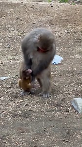 A Mother Monkey Gently Tries to Reject Her Baby’s Milk Requests but the Adorable Little One Refuses to Give Up 💖🌿 #baby #NewsUpdate #monkey #Very #reels #Leo #newborn #cute #milkyway #crying | Monkey history 2024