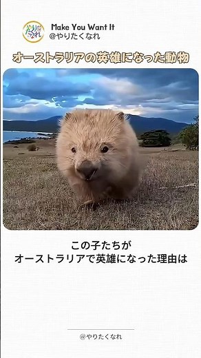 観光客を見つかると孫の手をねだるウォンバット、実はオーストラリアを救ったガチの英雄だった…！【動物・癒やし】