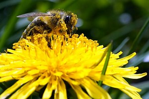 Les abeilles, ces insectes indispensables à nos vies
