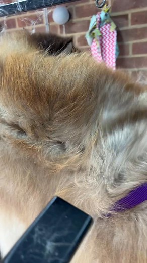 Loki talking to me through his groom 😂 | Lauz Pawz