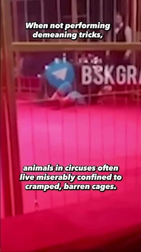 🚨 Donut, a bear exploited for this Russian circus, fought back & attacked a performer on video 🚨