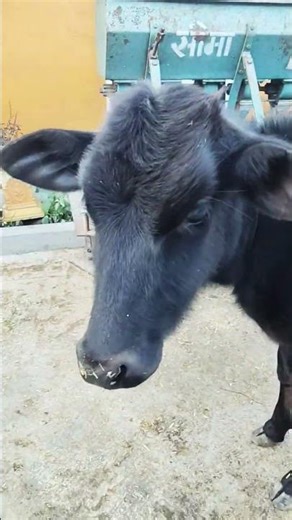 जर्सी गाय | jersey cow | Milk production| Milk #shortvideo #shorts #short