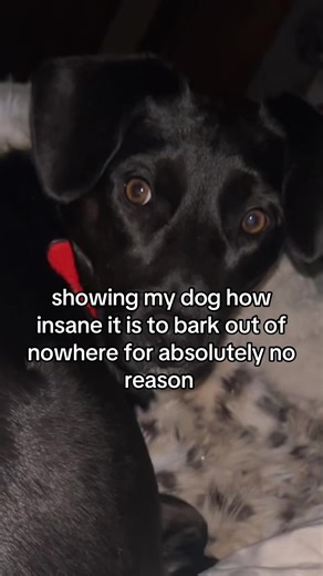 Dog's Hilarious Barking Surprise