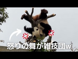 【おてんば速報】走って登場→大暴れ💢絶賛 不機嫌な帰りたガール 子パンダ楓浜🍁