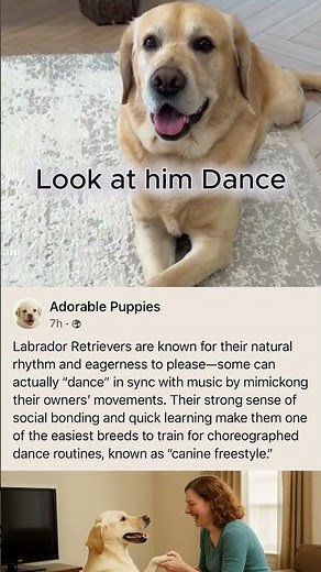 “Labrador Retriever Dancing — The Cutest Canine Freestyle You’ll Ever See!”