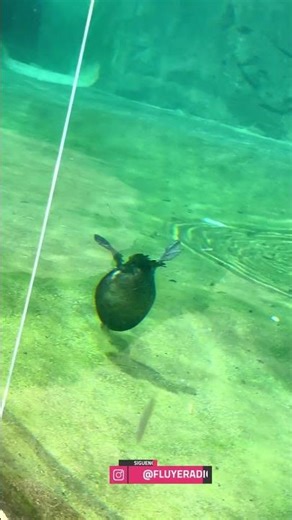 Nadaremos que hay que hacer nadar #nadar #watercolor 🤣🤩🤣