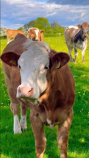 Lola the Cow 🐄 #nurseryrhymes #kidssongs #kidsvideo #singalong #children #kids #toddlers #animals