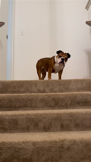 Surp. Fugitive. | SFBuff.com