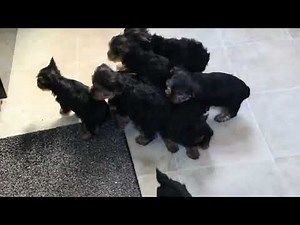 Yorkie Puppies For Sale