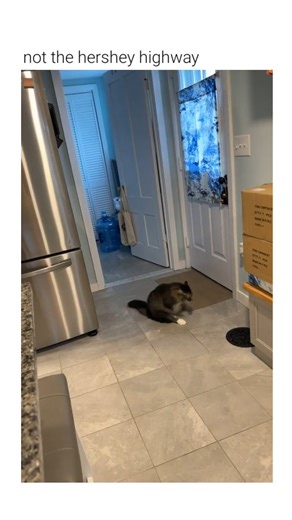 Cat Humors | A domestic cat is seen dragging its hindquarters across a tile floor, a behavior commonly known as scooting. The Subject The cat in the... | Instagram