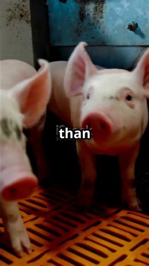 Lightweight Multi-Modal Behavior-Driven Methods for Pig Models