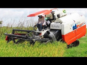 New Model Kubota 2021 Rice Cutting Machine | Safety Operator Harvesting Machine From Cambodia Farmer