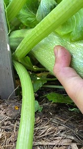 Big Healthy #zucchini #harvest #homegrown #vegetables #garden #enjoy #gardenlife #reelsvideo #reelfb #fypシ゚ | GrowwithChea