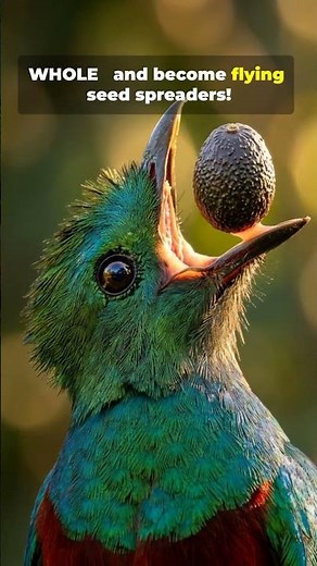 🦜 Resplendent Quetzal | The Most Beautiful Bird of the Cloud Forest 🌿✨ #facts #wildlife #shorts