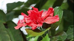 hibiscus flower swaying by wind2020, 4k, background, beautiful, beautiful rose, beauty, bloom, blooming, blossom, bouquet, branch, bright, brightly, china rose, chinese, chinese hibiscus, climate, clo