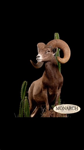 1.5K views · 60 reactions | Taxidermy Tuesday – celebrating the art of honoring the animal and lasting memories. Monarch Taxidermy in Helen, MT has been a long-time Wild Sheep Foundation and Sheep Show® <1Club donor. #taxidermytuesday #sheepshow2024 #wsf #wildsheepfoundation #taxidermy #monarchtaxidermy | Wild Sheep Foundation | Facebook