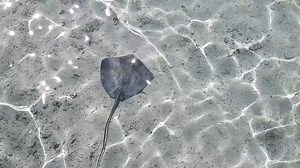 1.3K views · 182 reactions | Have you ever seen stingrays with your...