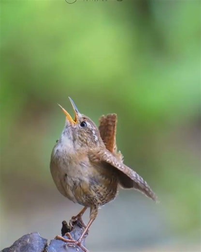 Wren in Flight ✨ Tiny but Powerful!