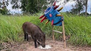 Trapping Wildlife with Expertise: Techniques You Need to See