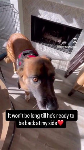 My service dog got demoted