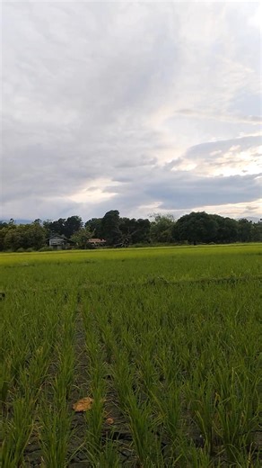 Boss RG tv. on Reels