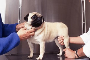 Canine Hip Dysplasia: How to Help Comfort Your Pup at Home