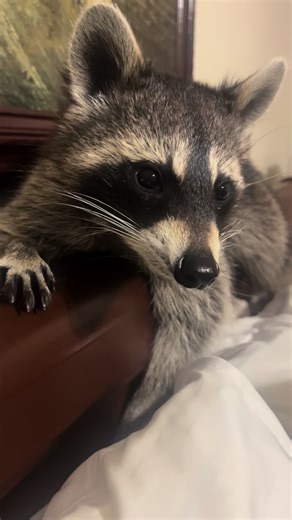 Cooper the Cute Raccoon 🦝