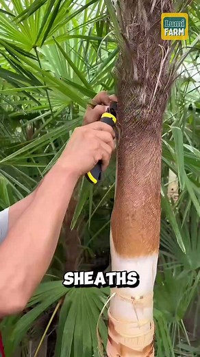 How do the Chinese make palm leaf hats #palm #shorts | My Respect | Facebook