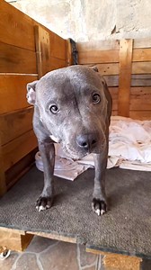 15K views · 831 reactions | Ellie is back from the vets. As suspected, a prolapsed uterus, which cannot be pushed back. She will have a full hysterectomy on Thursday. Otherwise she is in good health. | Gozo SPCA | Facebook