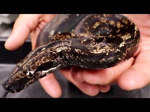 MY RAREST SNAKE REVEAL!!! INSANE BLACK BOA CONSTRICTOR!!!