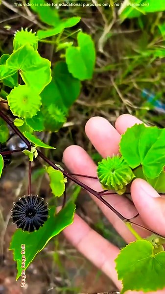 Have You Ever Seen This Strange Wild Fruit? 😱🌿 | Amazing Nature #shorts#plants #farming
