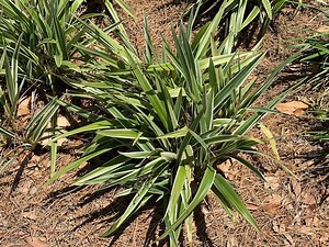 Video: Care of Flax Lily After Winter Damage | Gardening in the Panhandle