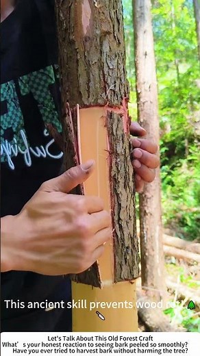 Traditional Cedar Bark Peeling – Harvesting Nature’s Layer by Hand 🌲