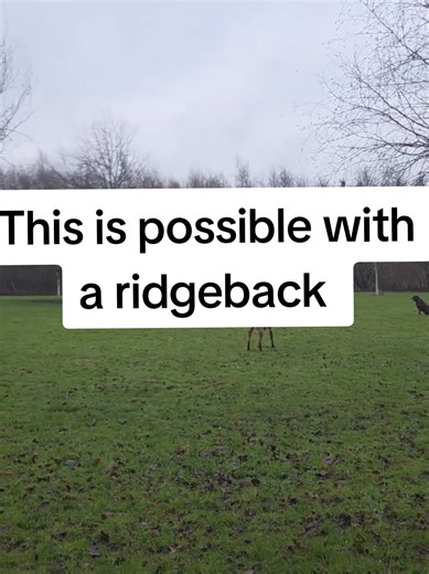 Understanding Rhodesian Ridgeback Behavior and Calmness