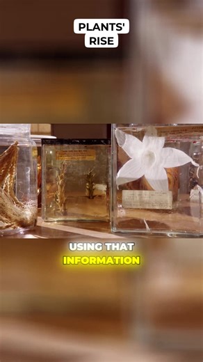 Discover the evolutionary journey of plants, from algae to the dominance of angiosperms. #PlantEvolution #Angiosperms #BotanyRevolution