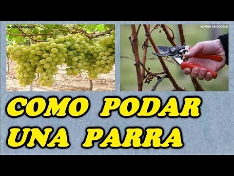 Podar una Parra de Uva // Todo Huerta y Jardín