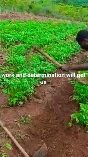 Working hard to feed my family. Potato farming in Rural Zimbabwe.#farming #rurallife #fyp